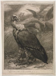 Vulture, 1904. Creator: Félix Bracquemond (French, 1833-1914)