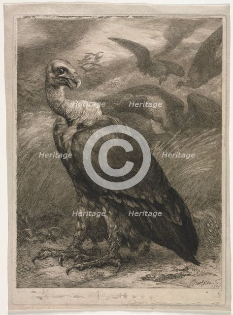 Vulture, 1904. Creator: Félix Bracquemond (French, 1833-1914).