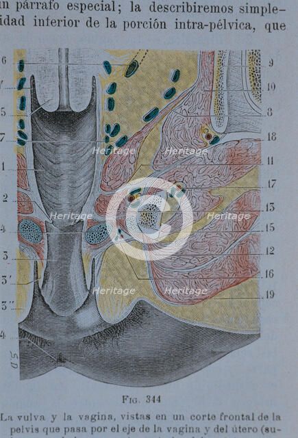 Vulva and vagina: a front sectional view of the pelvis which passes through the axis of the vagin…