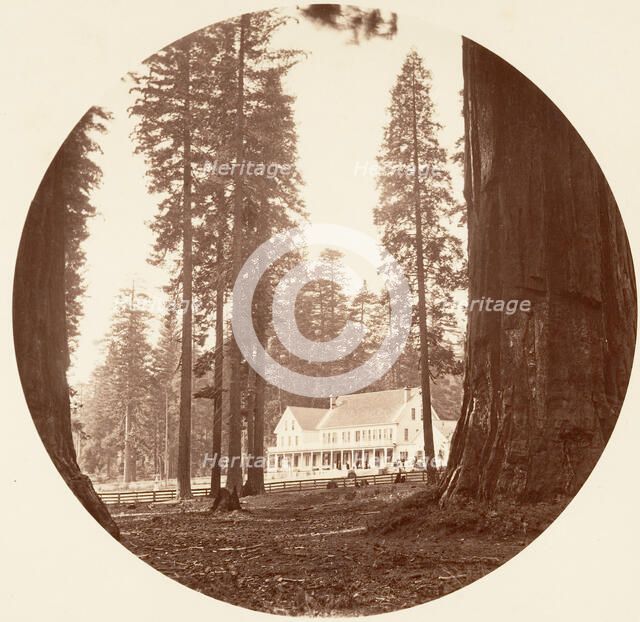 W. C. Bryant - Calaveras Grove, ca. 1878. Creator: Carleton Emmons Watkins.