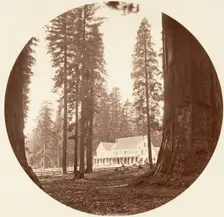 W. C. Bryant - Calaveras Grove, ca. 1878. Creator: Carleton Emmons Watkins