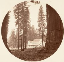 W. C. Bryant - Calaveras Grove, ca. 1878. Creator: Carleton Emmons Watkins