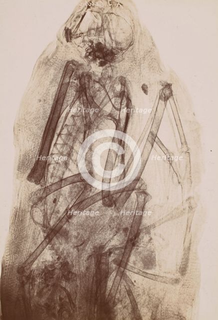 [X-Ray of the Mummy of a Raptor], 1896. Creator: Henri van Heurck.