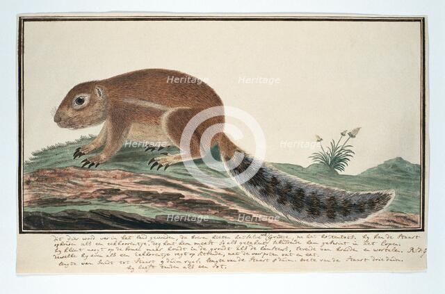 Xerus inauris (Cape ground squirrel), 1777-1786. Creator: Robert Jacob Gordon.