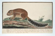 Xerus inauris (Cape ground squirrel), 1777-1786. Creator: Robert Jacob Gordon