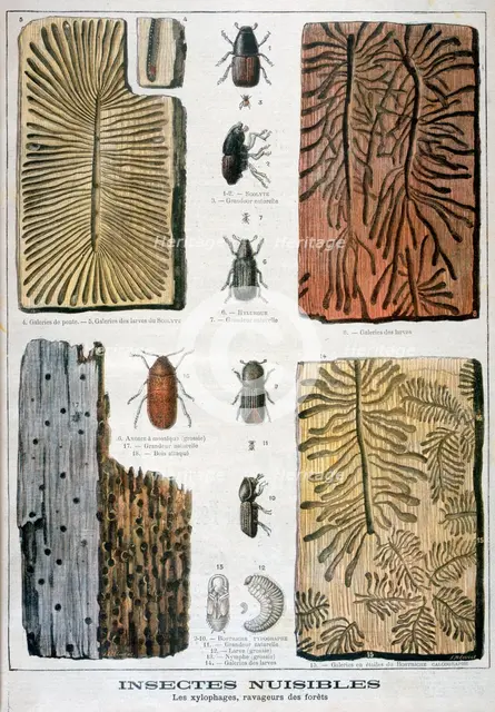 Xylophagous insects that are destructive to forests, 1897. Creator: F Meaulle.