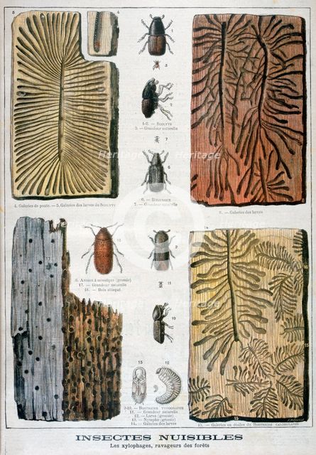 Xylophagous insects that are destructive to forests, 1897. Creator: F Meaulle.