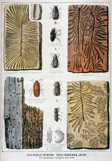 Xylophagous insects that are destructive to forests, 1897. Creator: F Meaulle