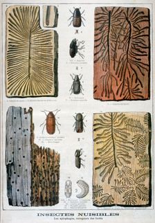 Xylophagous insects that are destructive to forests, 1897. Creator: F Meaulle