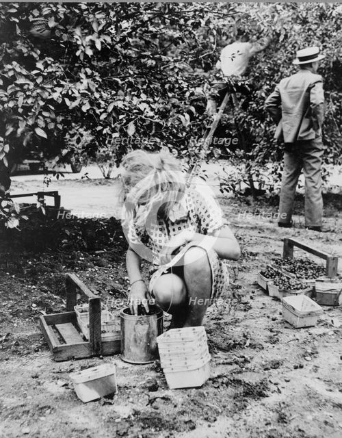 Young cherry picker, near Millville, New Jersey, 1936. Creator: Dorothea Lange.