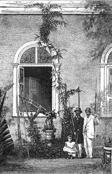 Young Climbing-palm at a country house near Rio Janeiro; The Climbing Palm-tree, (Desmoncus) 1875 Creator: Unknown