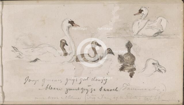 Young and older swans, 1864. Creator: Johannes Tavenraat.