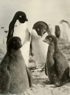 Young Adelie and Parents c1908, (1909)