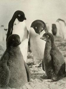Young Adelie and Parents c1908, (1909)