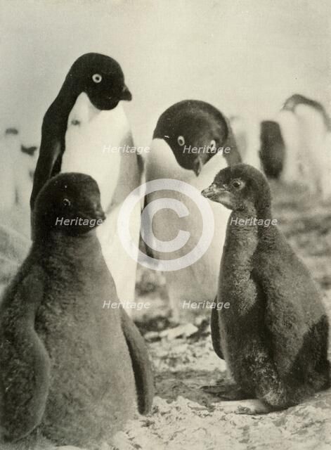'Young Adelie and Parents', c1908, (1909).  Artist: Unknown.