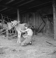 Young girl, daughter of small pear farmer tends her calf, near Medford, Oregon, 1939. Creator: Dorothea Lange