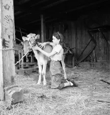 Young girl, daughter of small pear farmer tends her calf, near Medford, Oregon, 1939. Creator: Dorothea Lange