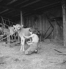 Young girl, daughter of small pear farmer tends her calf, near Medford, Oregon, 1939. Creator: Dorothea Lange