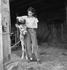 Young girl, daughter of small pear farmer tends her calf, near Medford, Oregon, 1939. Creator: Dorothea Lange