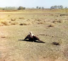 Young eagle, Golodnaia Steppe, between 1905 and 1915. Creator: Sergey Mikhaylovich Prokudin-Gorsky