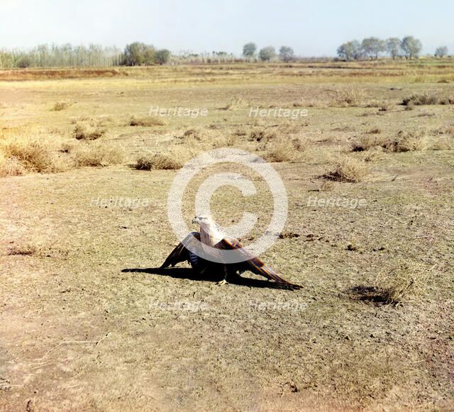 Young eagle, Golodnaia Steppe, between 1905 and 1915. Creator: Sergey Mikhaylovich Prokudin-Gorsky.