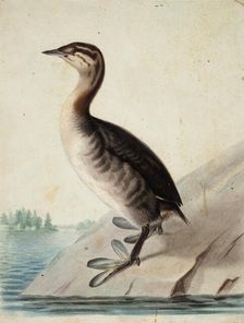 Young Horned Grebe, 1833. Creator: Wilhelm von Wright