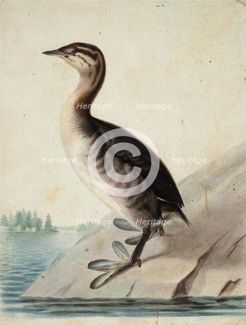 Young Horned Grebe, 1833. Creator: Wilhelm von Wright.