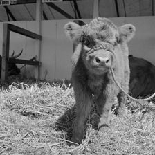 Young Highland calf at the Royal Show, Oxford, Oxfordshire, 1959. Artist: John Gay