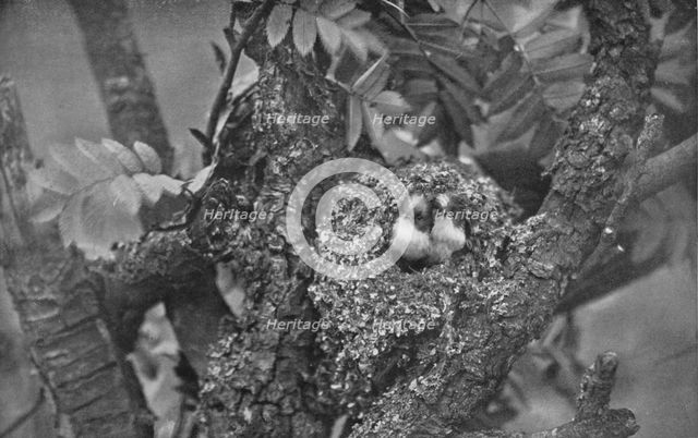 'Young Long-Tailed Tits, Looking Out of Nest', c1882, (1912). Artist: Charles Reid.