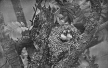 Young Long-Tailed Tits, Looking Out of Nest c1882, (1912). Artist: Charles Reid