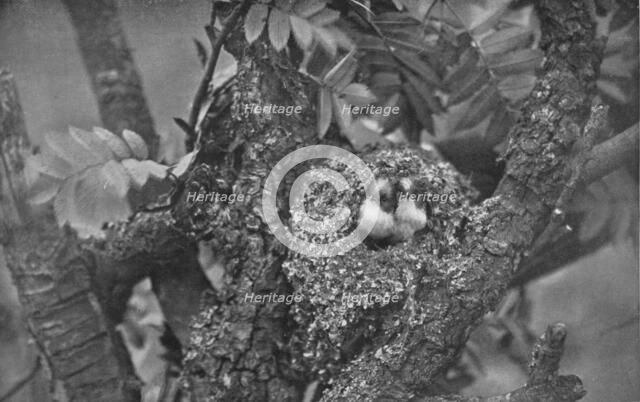 'Young Long-Tailed Tits, Looking Out of Nest', c1882, (1912). Artist: Charles Reid.