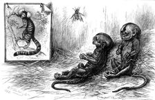 Young marmozets born in London, 1883. Creator: Unknown