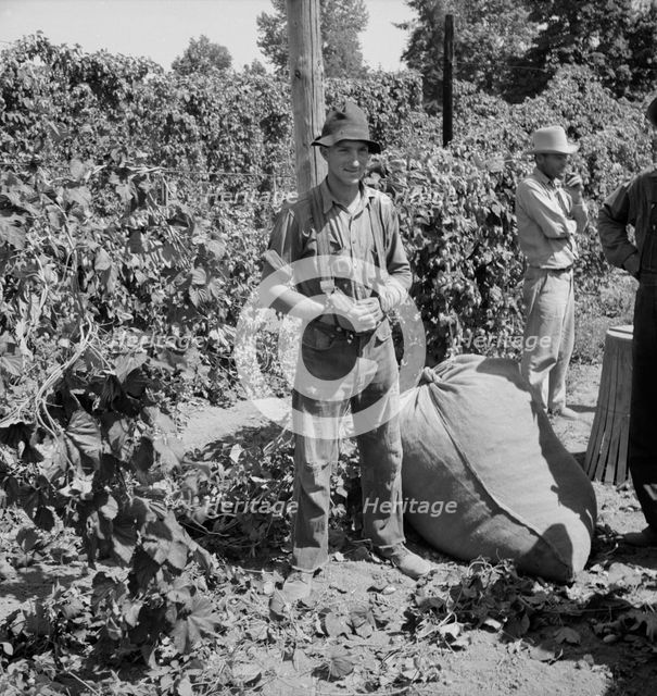 Young migrant worker brings his hops to weigh..., near Independence, Oregon, 1939. Creator: Dorothea Lange.