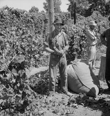 Young migrant worker brings his hops to weigh..., near Independence, Oregon, 1939. Creator: Dorothea Lange