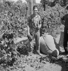 Young migrant worker brings his hops to weigh scales, near Independence, Polk County, Oregon, 1939. Creator: Dorothea Lange