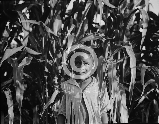 Young Negro boy in the corn, near Leland, Mississippi, 1937. Creator: Dorothea Lange.