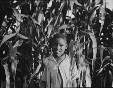 Young Negro boy in the corn, near Leland, Mississippi, 1937. Creator: Dorothea Lange