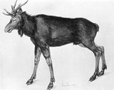 Young Scandinavian Elk with Immature Antlers late 15th-early 16th century (1913).Artist: Albrecht Dürer