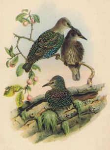 Young Starling c19th century