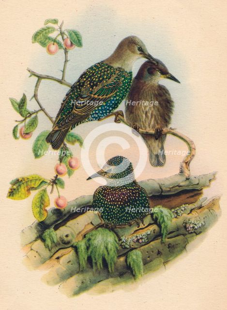 'Young Starling', c19th century. Artist: Unknown.