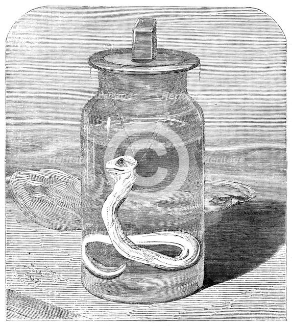 Young python in the Zoological Society's Gardens, 1862. Creator: Unknown.