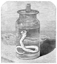 Young python in the Zoological Society's Gardens, 1862. Creator: Unknown