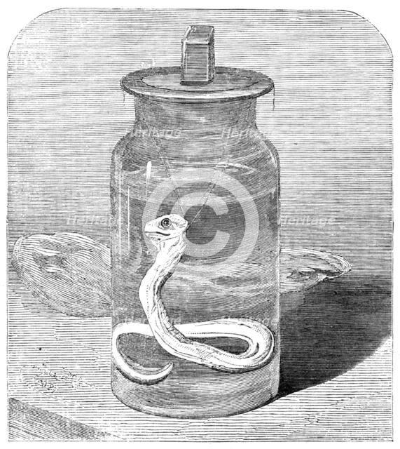 Young python in the Zoological Society's Gardens, 1862. Creator: Unknown.