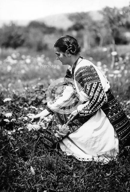 Young woman picking flowers, Bistrita Valley, Moldavia, north-east Romania, c1920-c1945. Artist: Adolph Chevalier