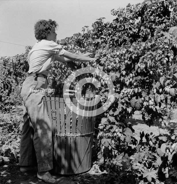 Young wife of ex-logger, migratory field worker..., near Independence, Polk County, Oregon, 1939. Creator: Dorothea Lange.