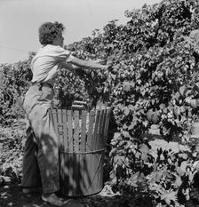 Young wife of ex-logger, migratory field worker..., near Independence, Polk County, Oregon, 1939. Creator: Dorothea Lange