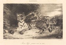 Young Tiger Playing with its Mother (Jeune tigre jouant avec sa mère), 1831. Creator: Eugene Delacroix