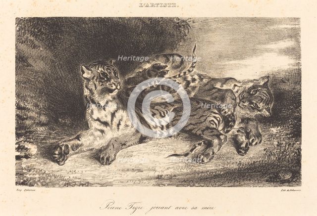 Young Tiger Playing with its Mother (Jeune tigre jouant avec sa mère), 1831. Creator: Eugene Delacroix.
