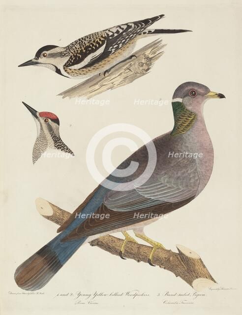 Young Yellow-bellied Woodpeckers and Band-tailed Pigeon. Creator: Alexander Lawson.