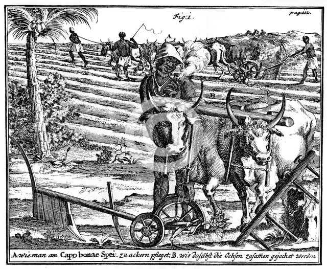 Yoking oxen and ploughing fields, South Africa, 18th century (1931). Artist: Unknown